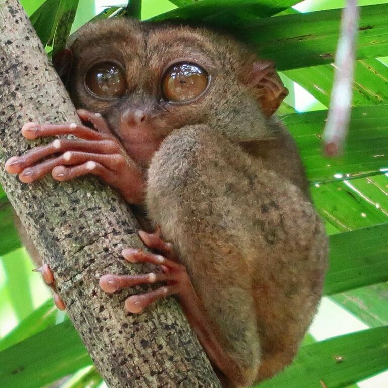 things to do in bohol philippines | check out exotic animals at tarsier conservatory