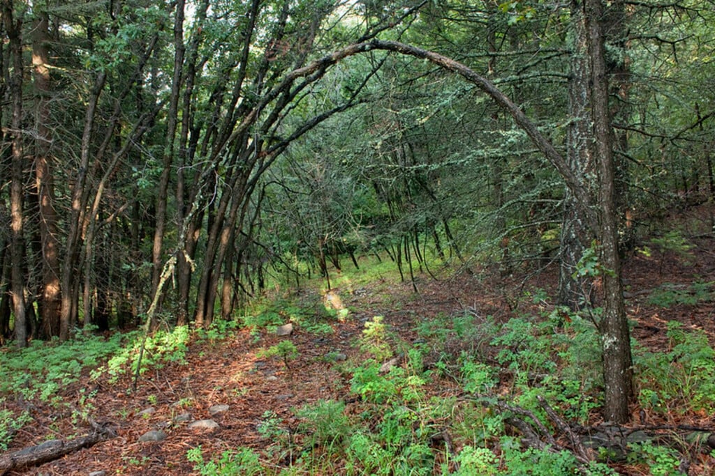 Osha Trail near Cloudcroft