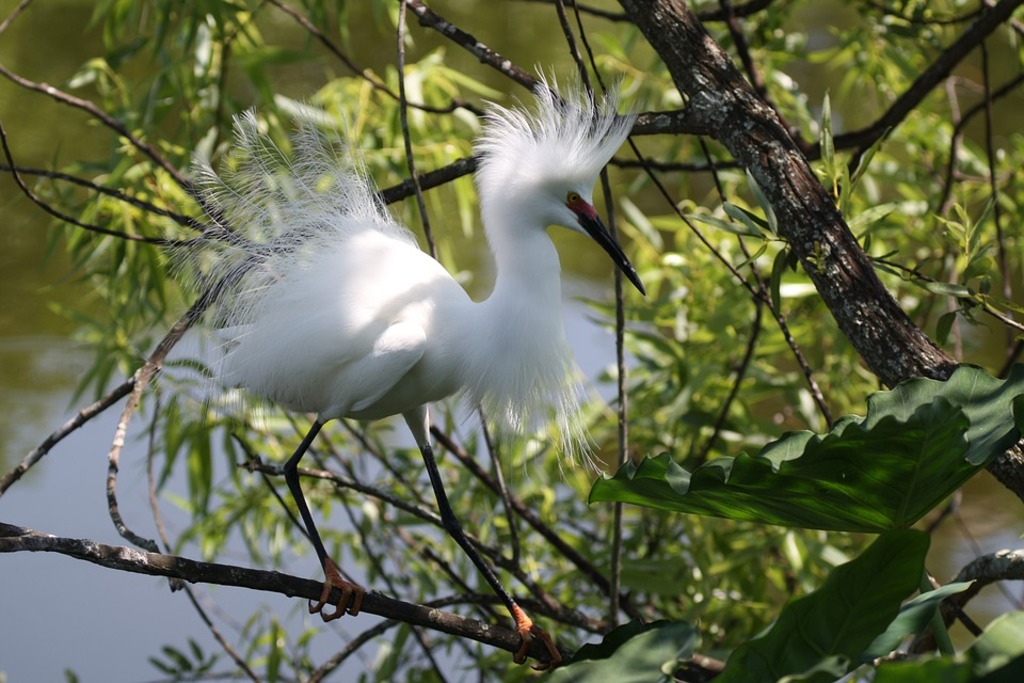 top bird sanctuaries in Texas, USA