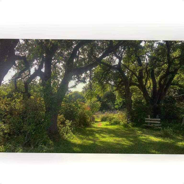 bird sanctuaries in texas | hooks woods bird sanctuary