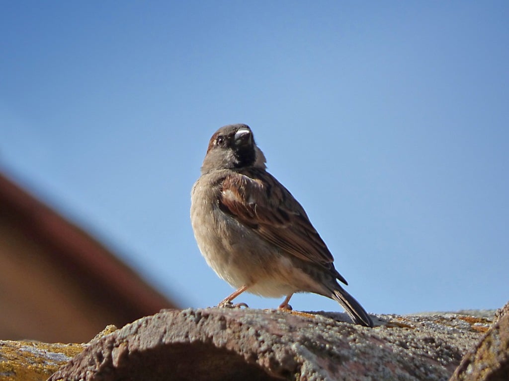 Texas Sparrow