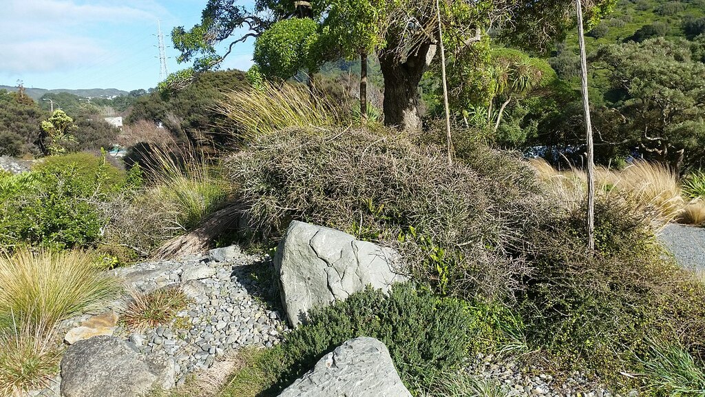 Grave Otari-Wilton Bush