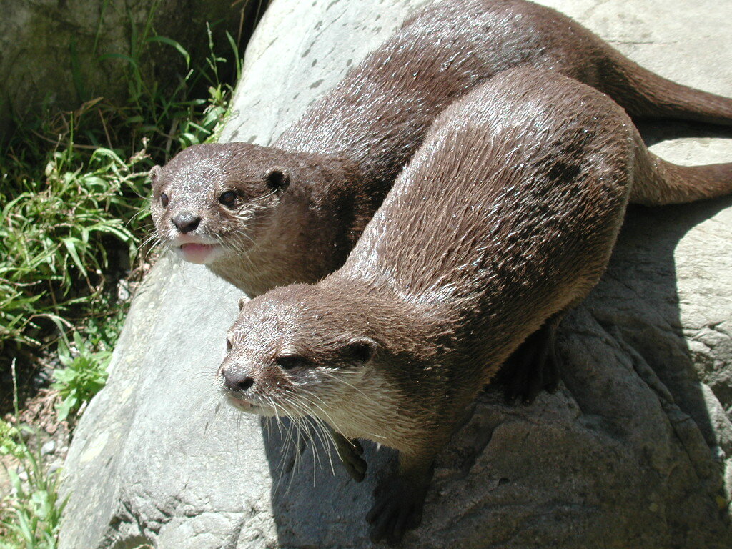 Otters in Wellington Zoo