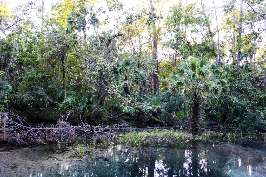 Ocala National Forest