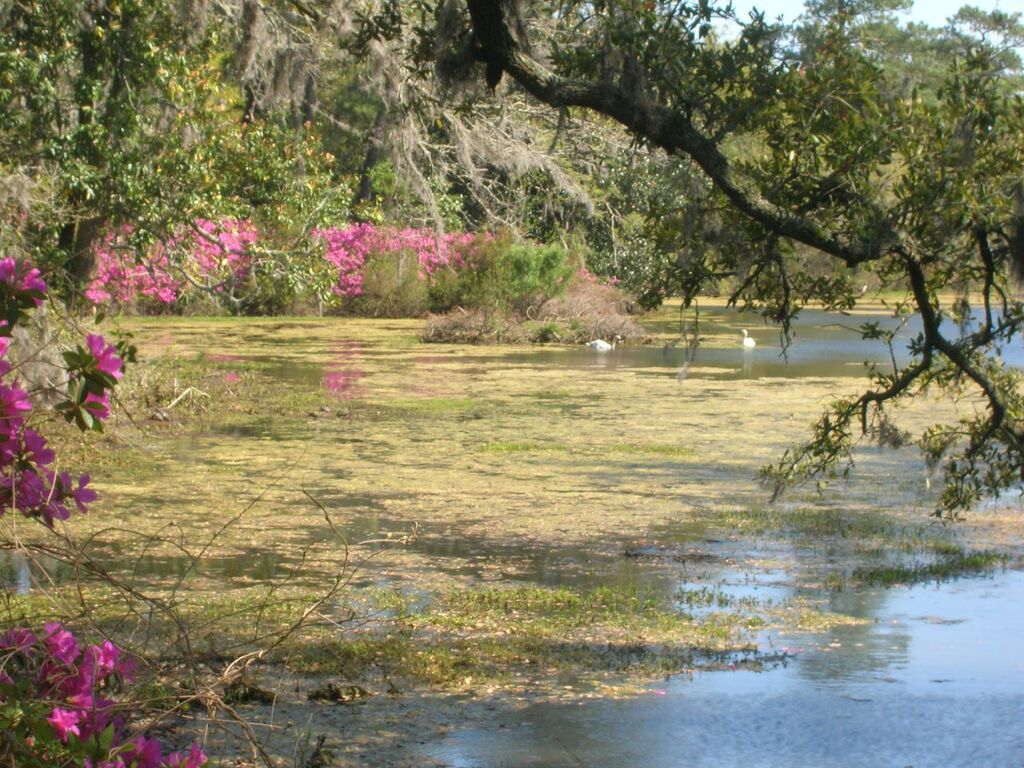 Pond at Airlie Gardens
