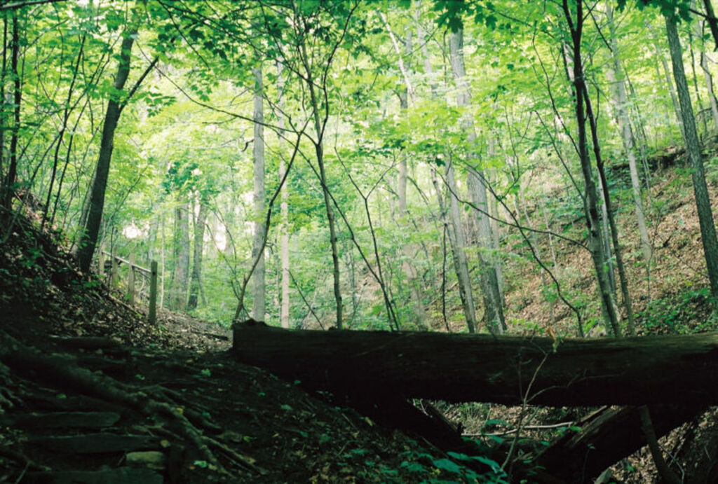 Core Arboretum Trail