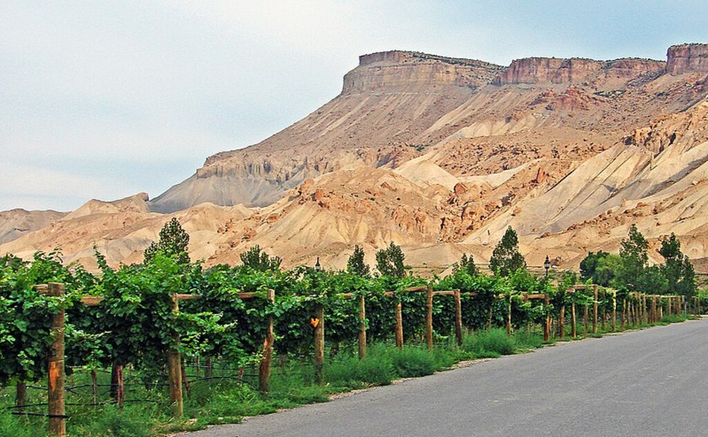 Vineyard, Palisade, CO 7-13 (In Explore) (15301560980)