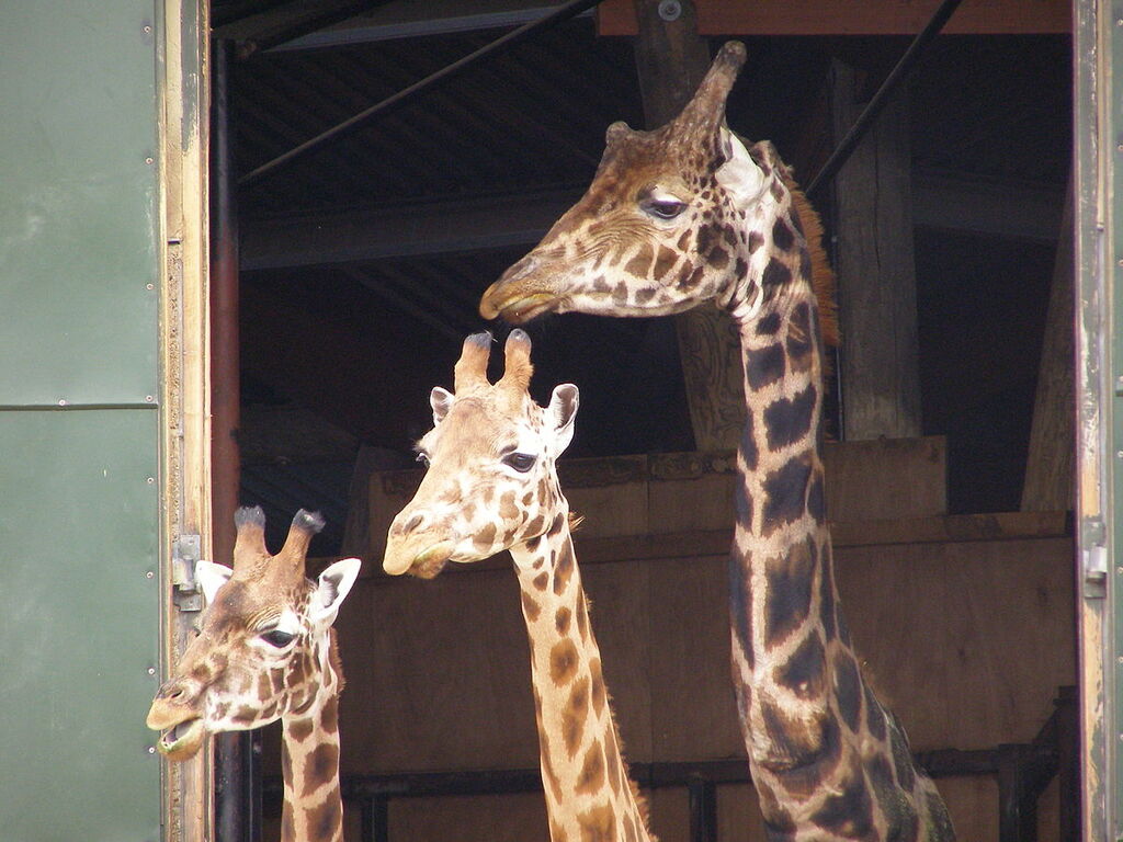 Marwell07-giraffe