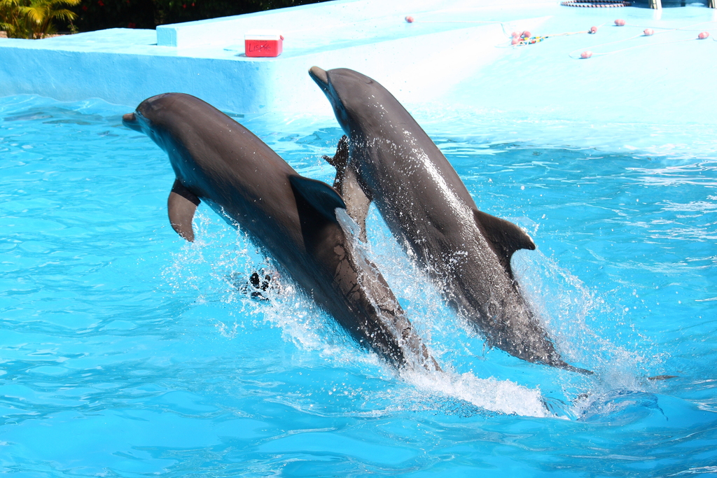 Dolphin show at the Manati Park