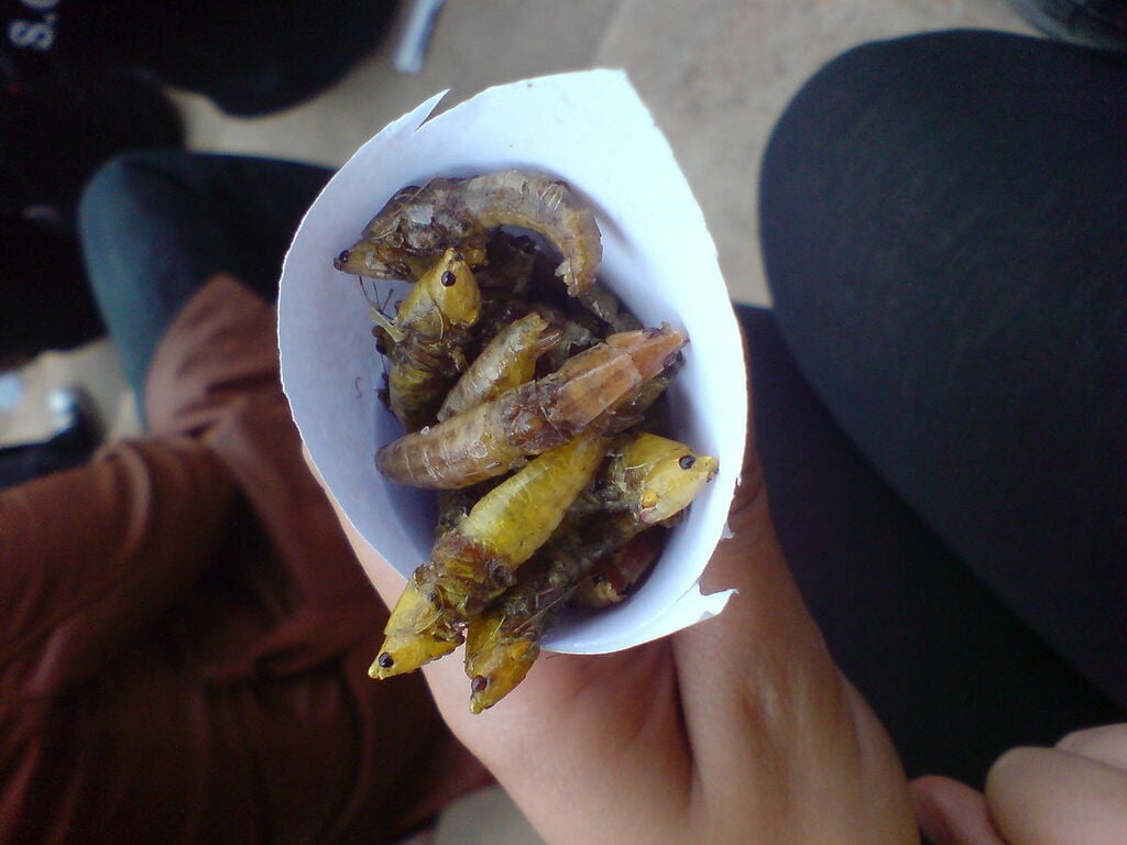 Grasshopper Snack