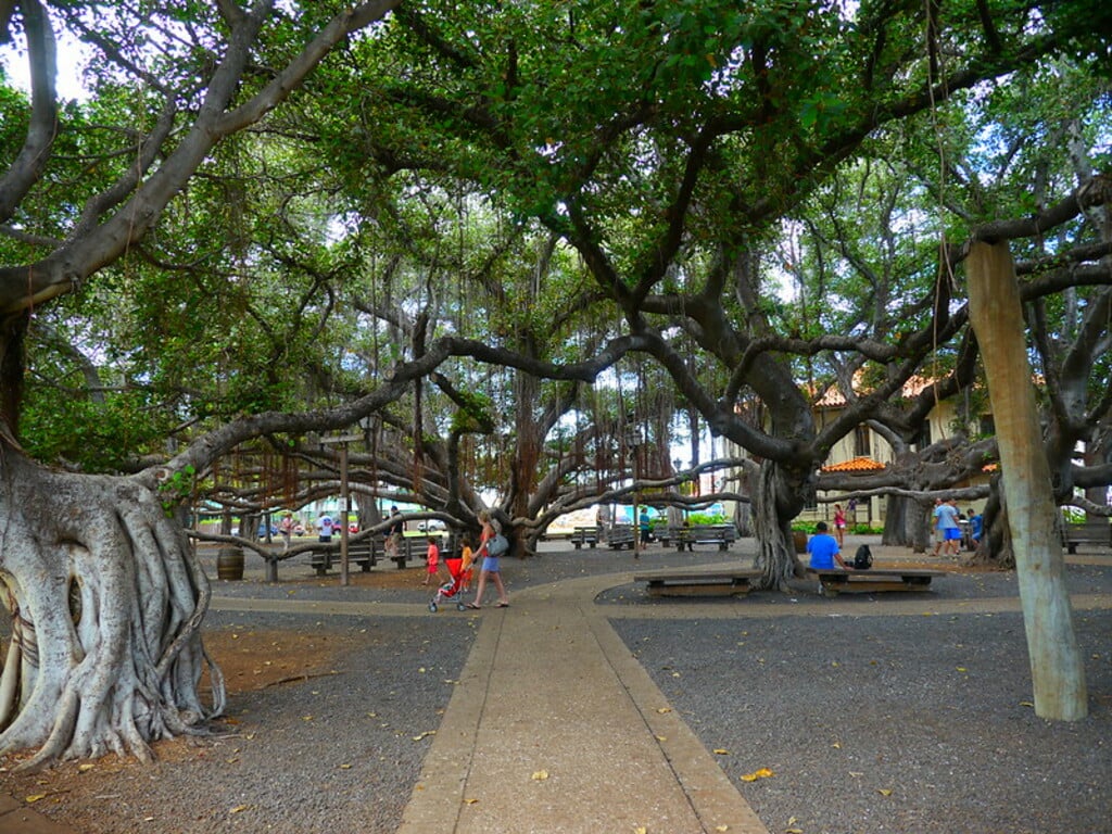 Banyan Court Park, Lahaina, Maui, Hawai'i