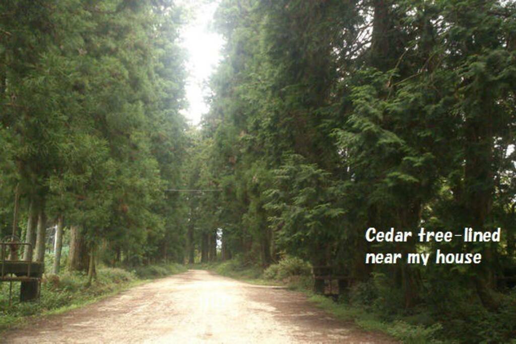 Cedar trees near the house