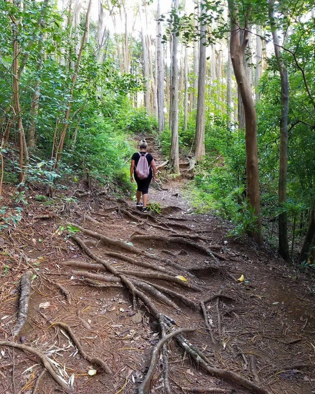 hiking in honolulu | judd trail mountain view