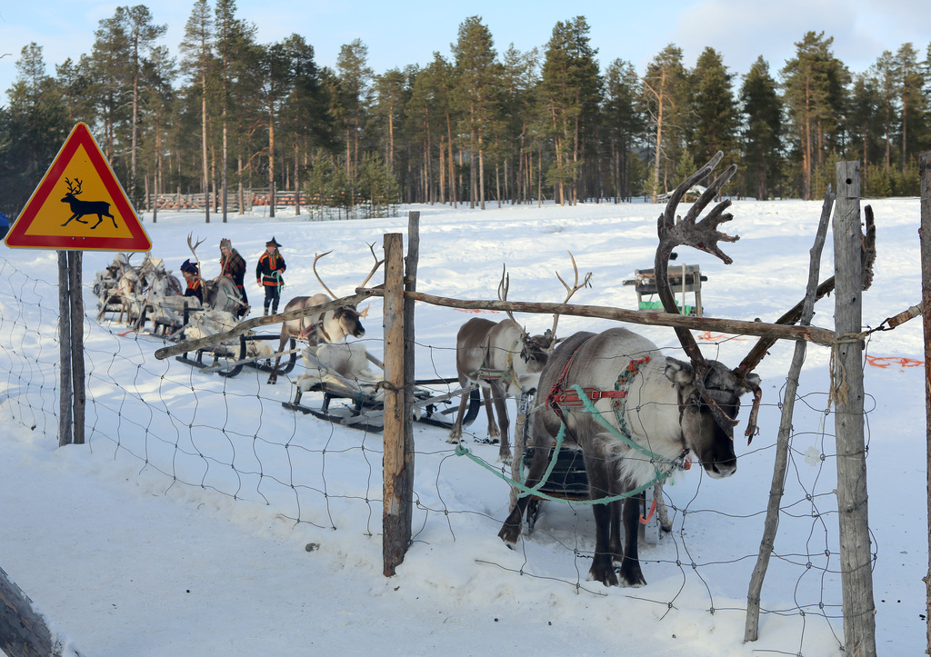 Reindeer farm, Inari, Suomi - Finland 2013-03-10 f