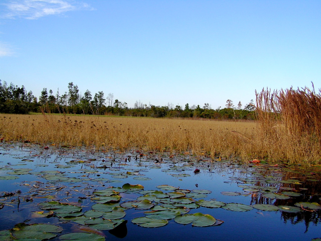 Okefenokee Swamp - Prairie - panoramio