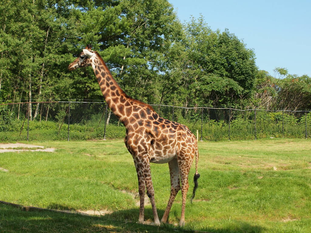 Giraffa camelopardalis -Toronto Zoo, Ontario, Canada-8b
