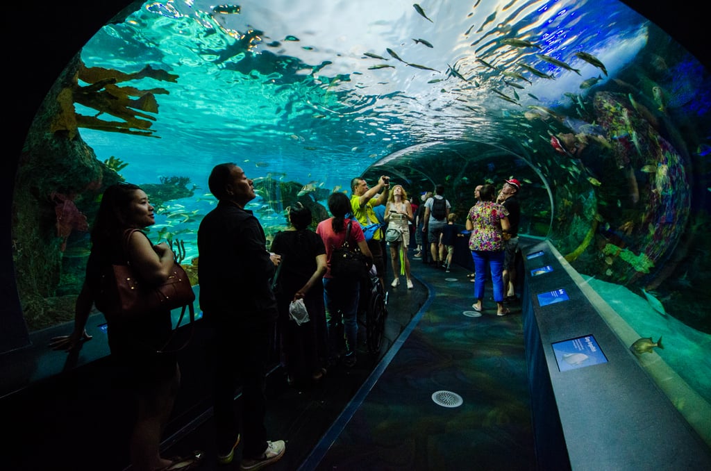 Ripley's Aquarium of Canada (32194025706)
