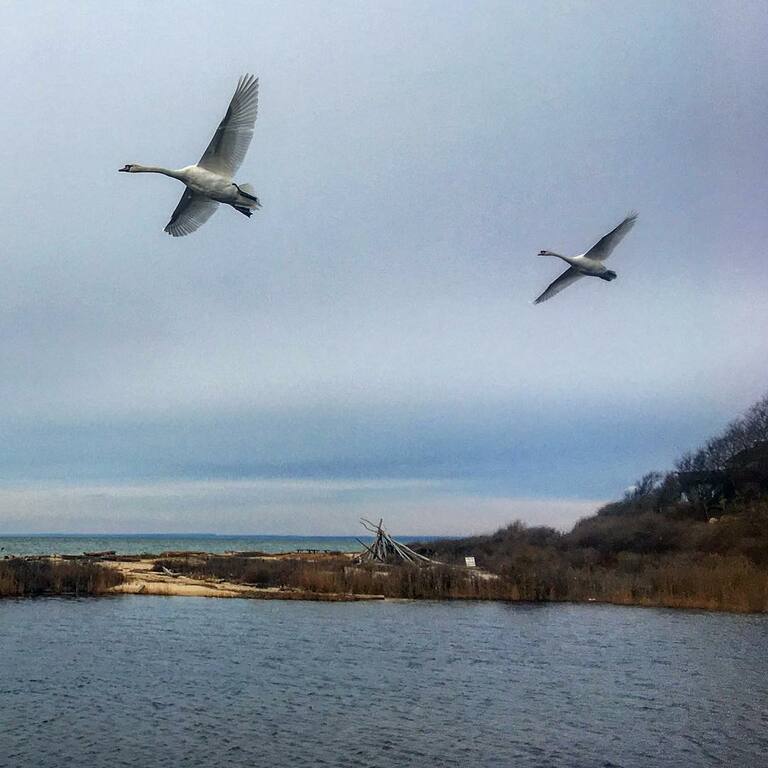 things to do in greenport new york | watch wildlife at inlet pond county park