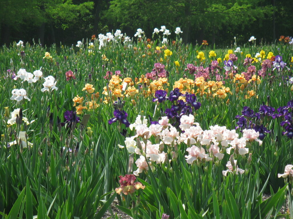 20120505 07 Hornbaker Gardens
