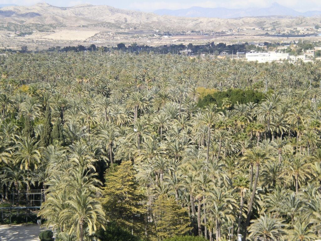 Palmeral de Elche 07
