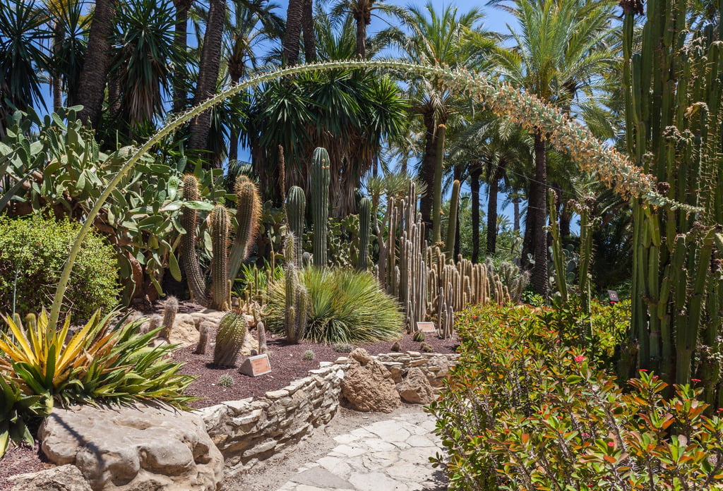 Huerto del Cura, Elche, España, 2014-07-05, DD 32