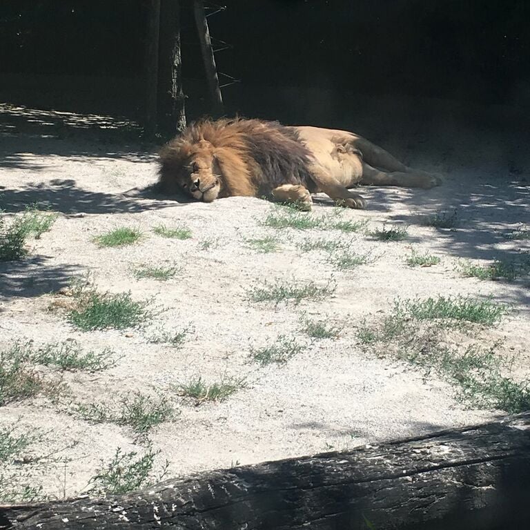 things to do in bibione | parco zoo punta verde