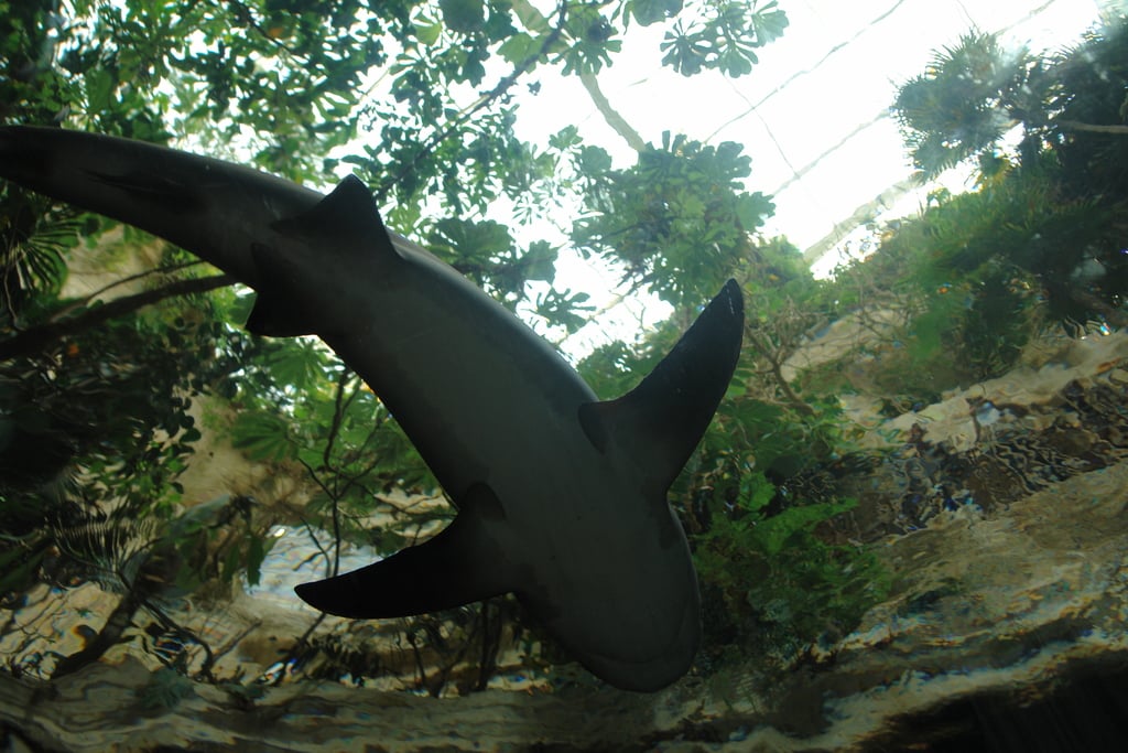 Underside of a shark, Dallas World Aquarium 2