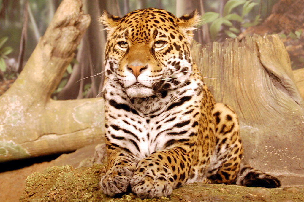 The Leopard