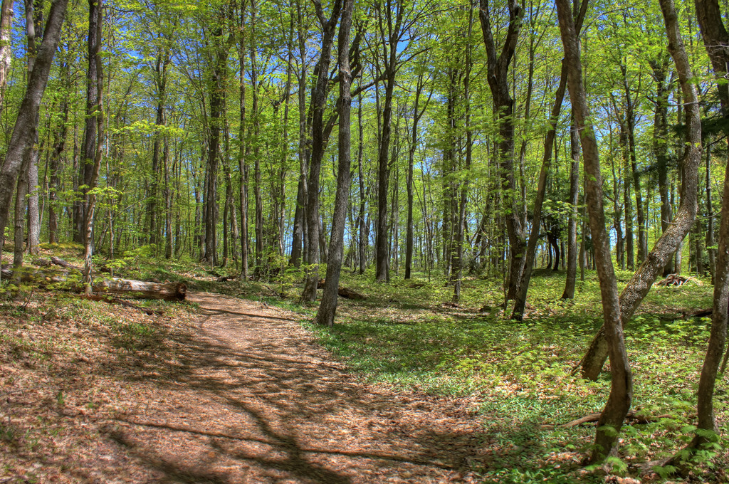 Gfp-michigan-porcupine-mountains-state-park-forest-at-porcupine-mountains