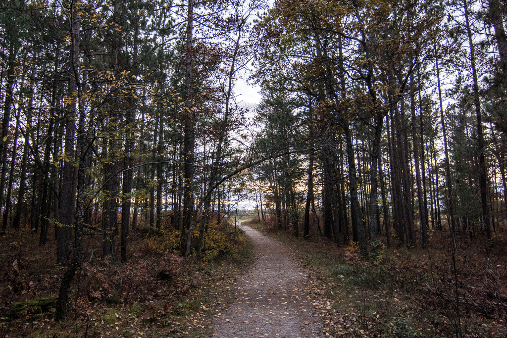 Huron National Forest Overlook