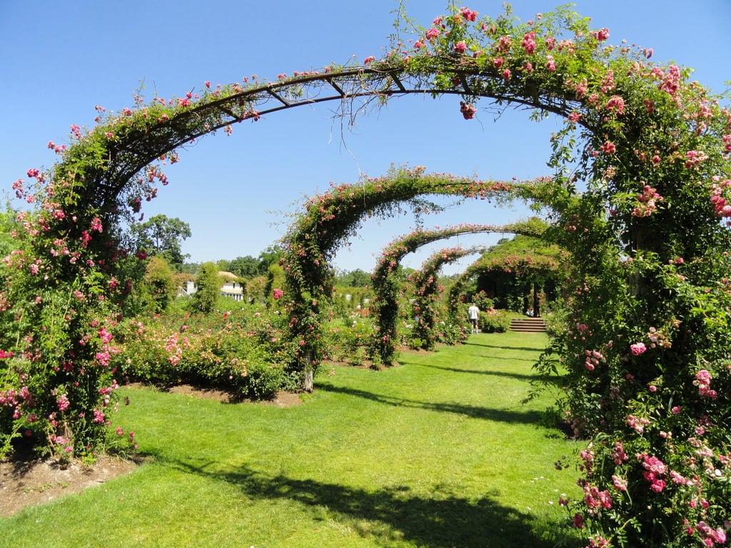 Elizabeth Park, Hartford, CT - rose garden 8 - DSC01444