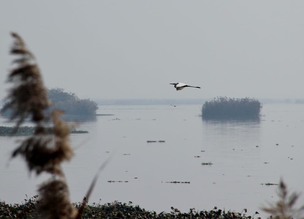 Harike Wetlands, Punjab