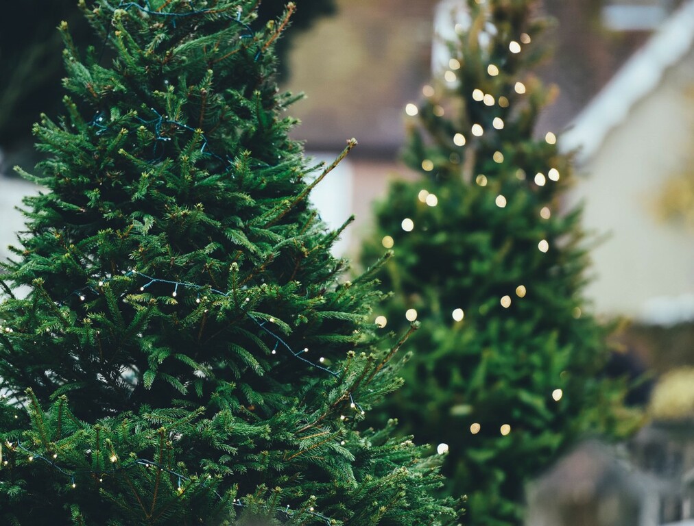 Christmas trees