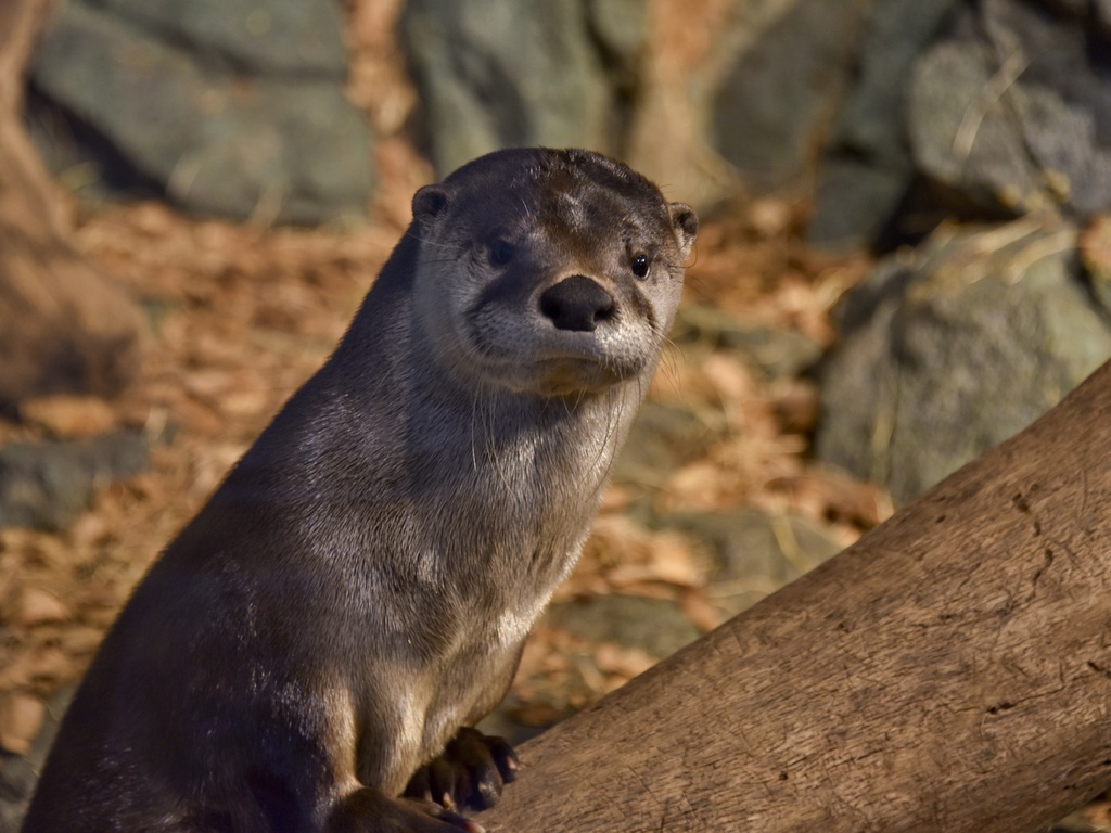 Pritzker Family Children's Zoo