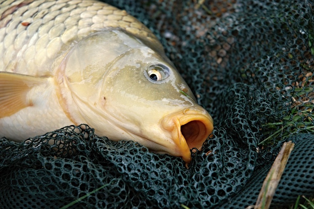 Fishing