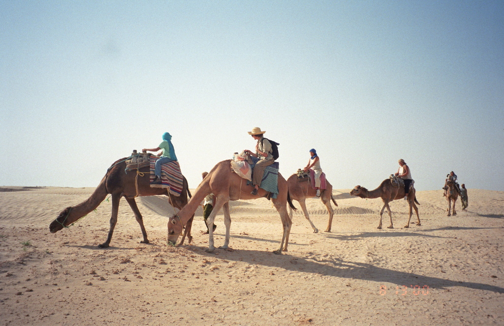 Still More Camels!