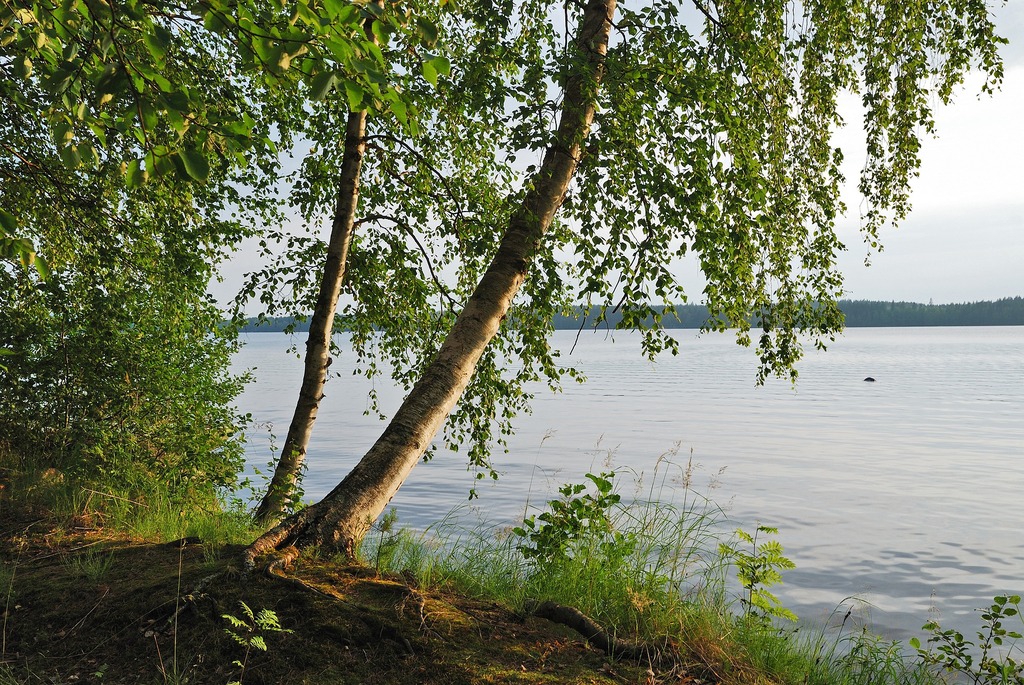 Lake with birch trees