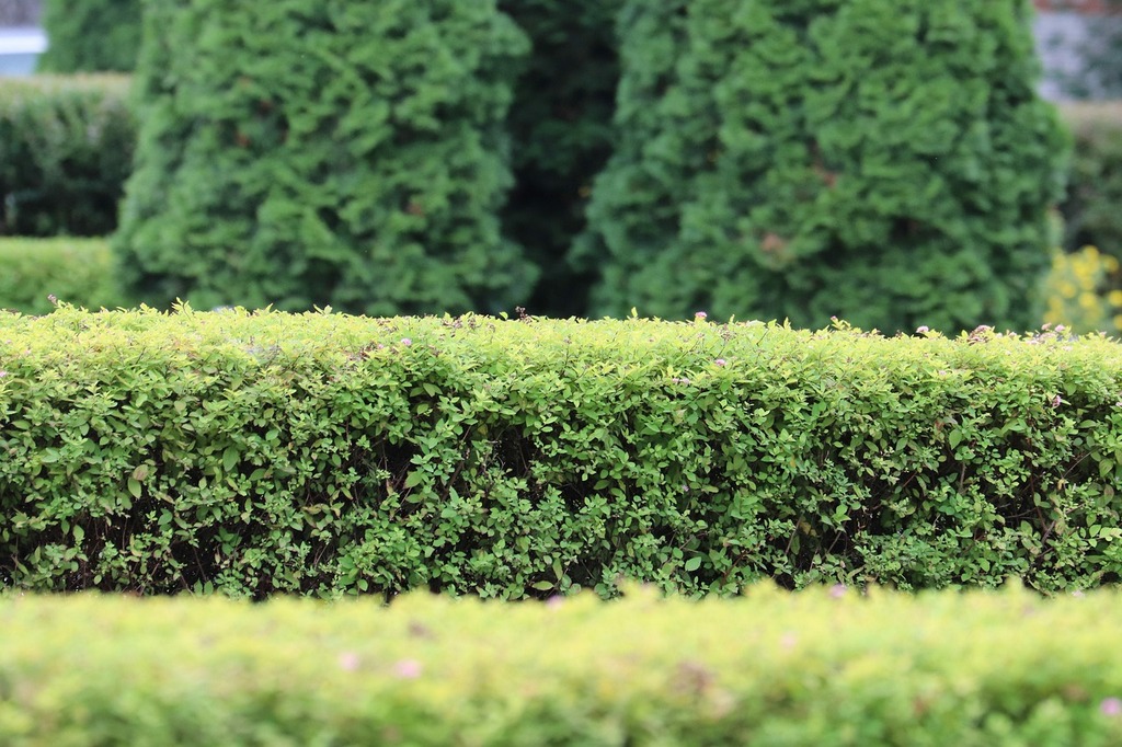 Garden plants