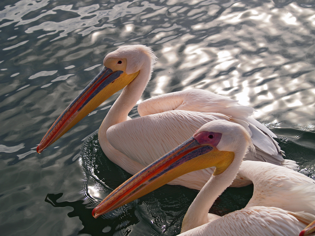 Pelecanus onocrotalus -Walvis Bay, Namibia -pair swimming-8