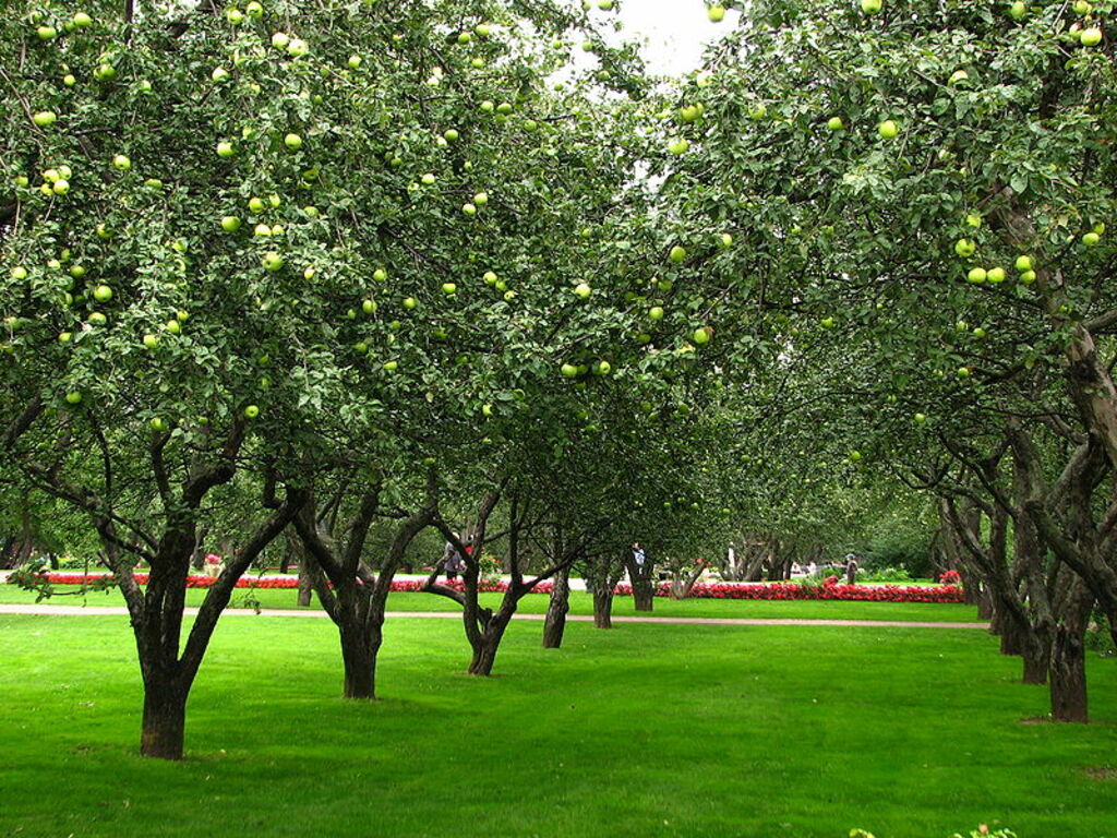Apple orchards