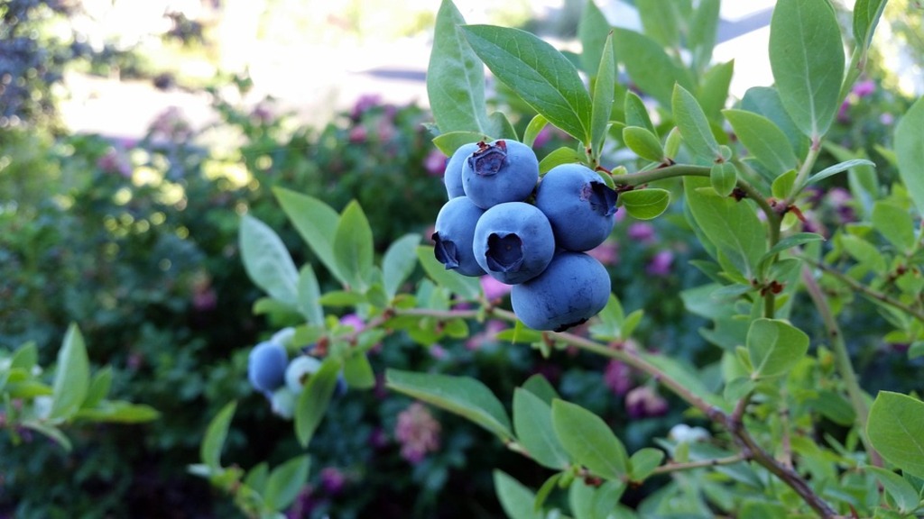 Blueberry plant
