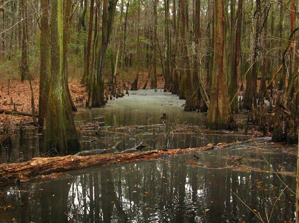 Colleton State Park - panoramio