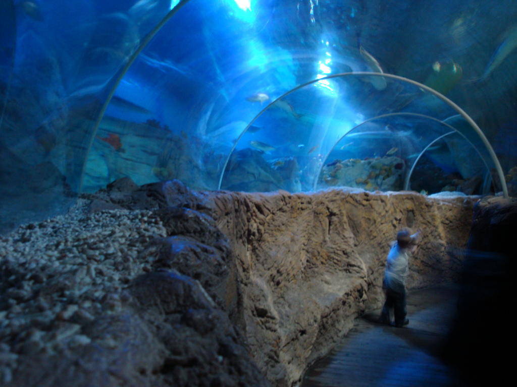 Sea Life Benalmádena A 115