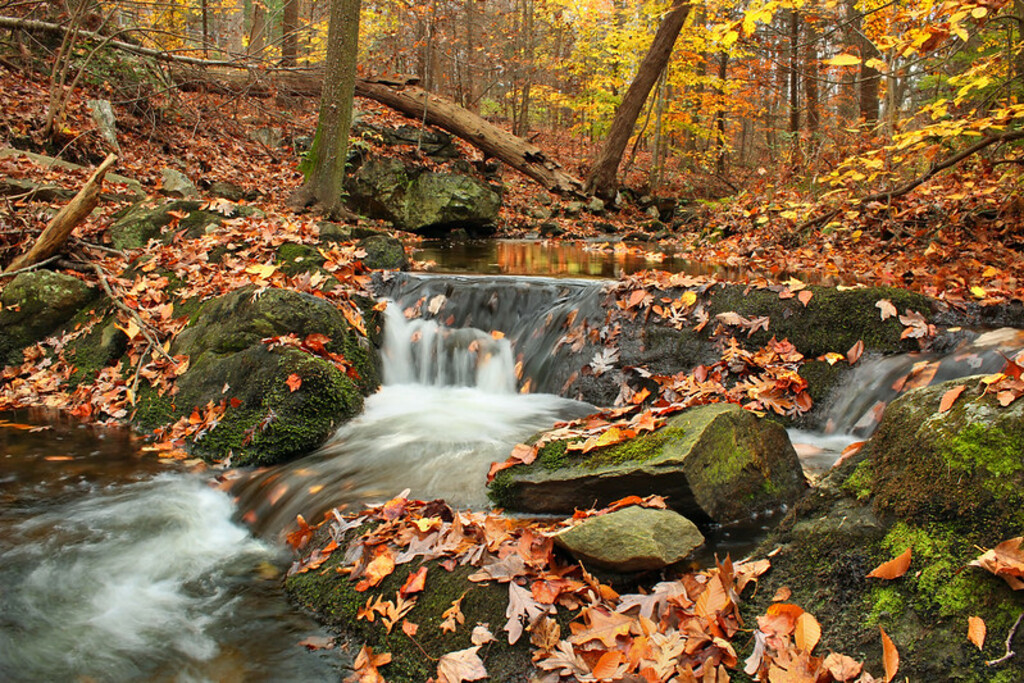 Beartown Woods Natural Area (11)