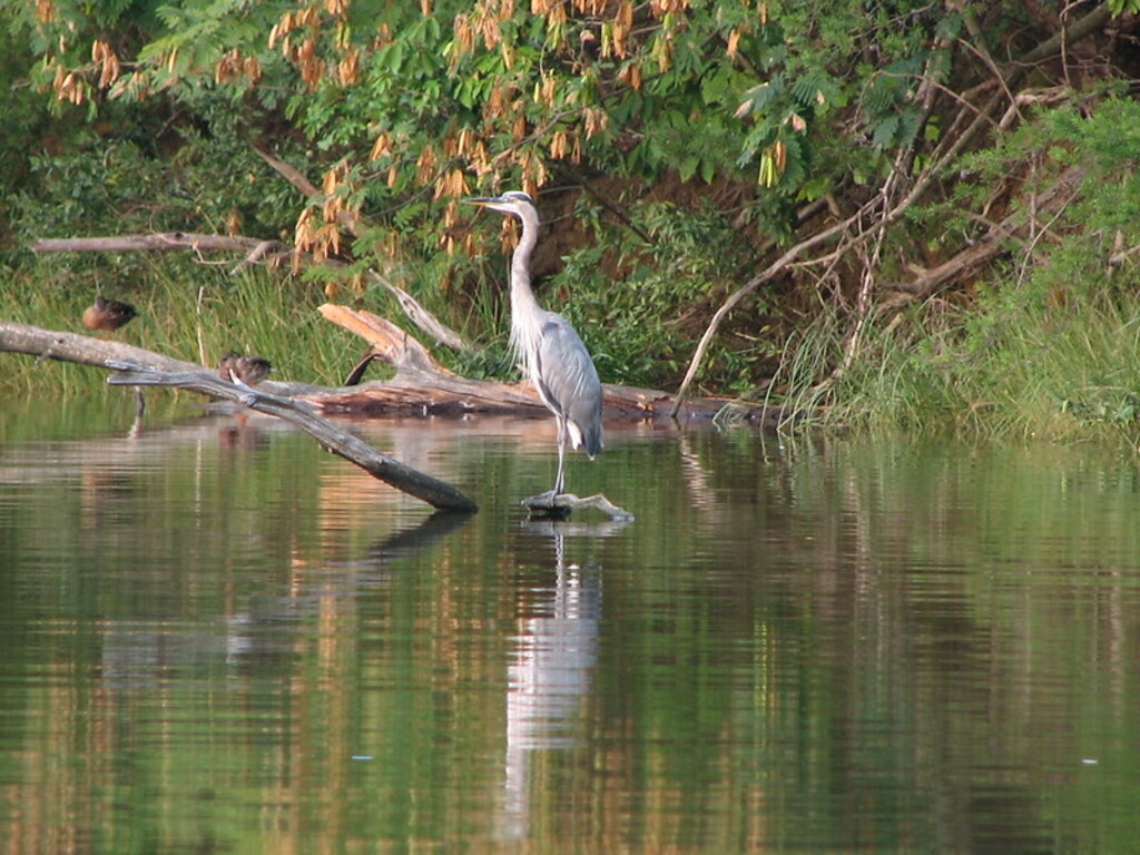 Great Blue Heron