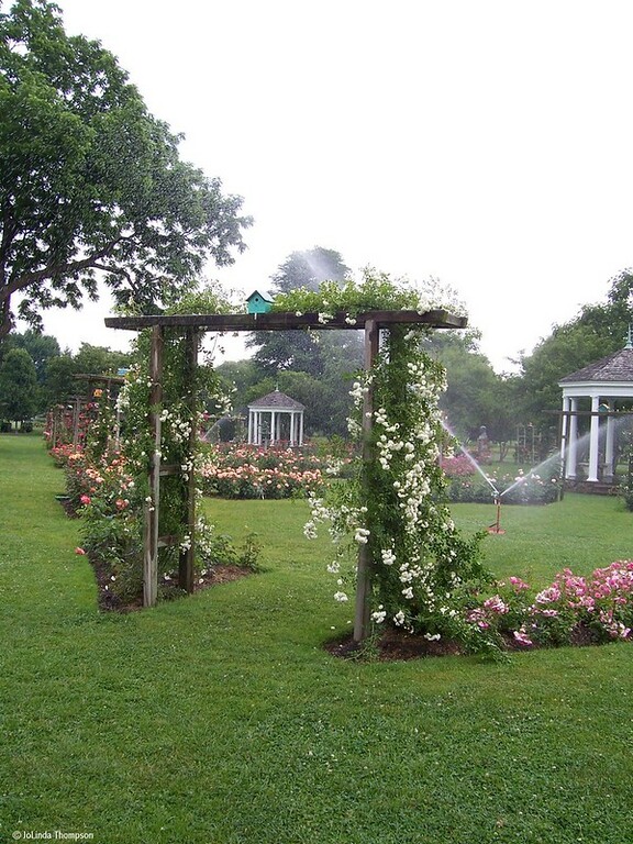 The Rose Arbor