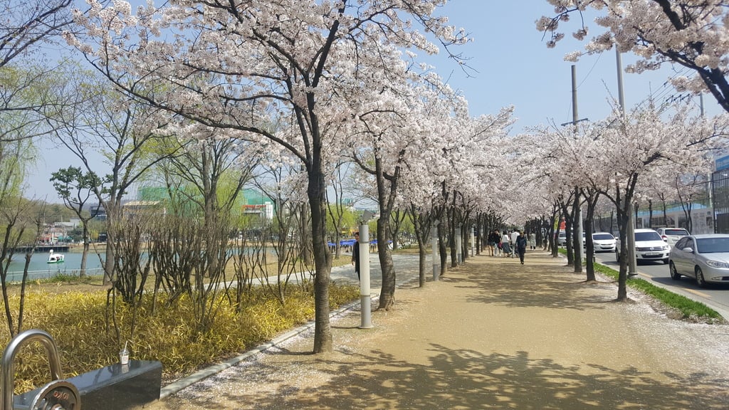 Suseong Lake Trail on April 7th, 2017