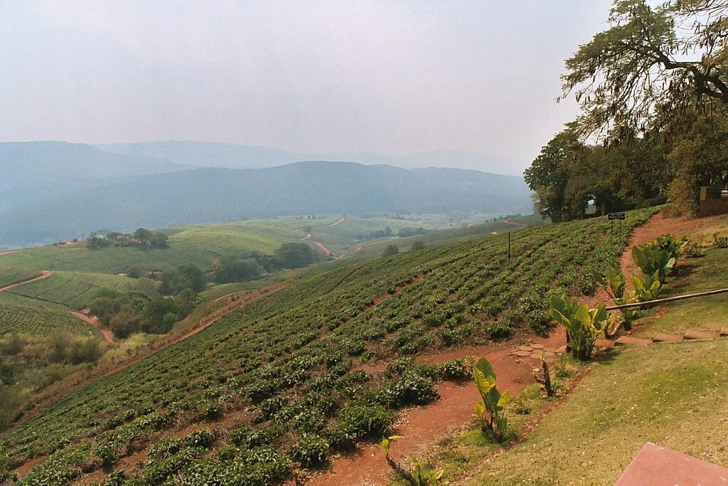 Tzaneen