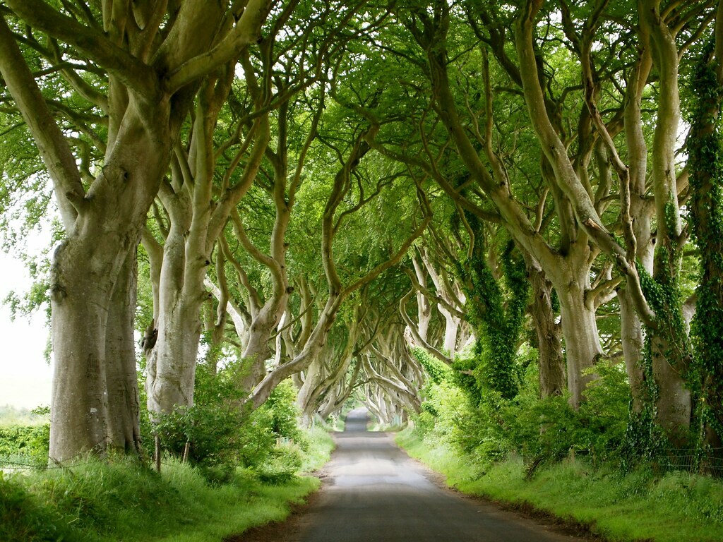 Dark Hedges