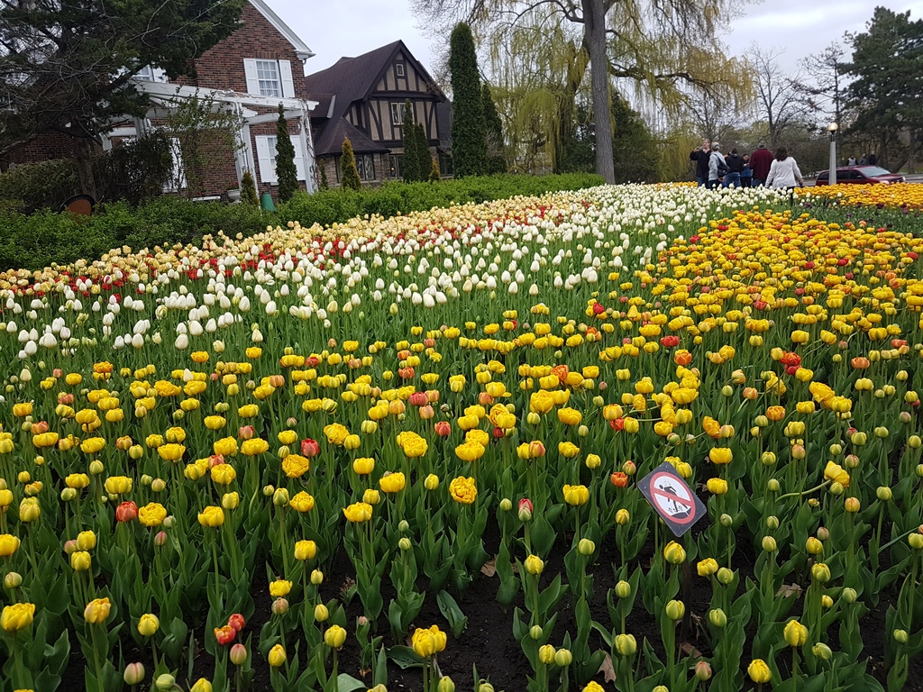 Ottawa Tulip Festival 2019 Image